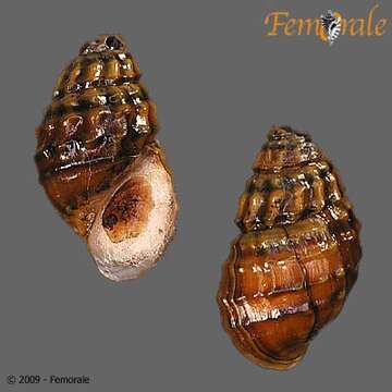 Image of Pleuroceridae