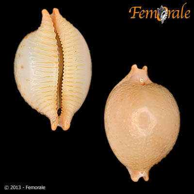 Image of Pustularia Swainson 1840