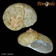 صورة Pseudostomatella Thiele 1924