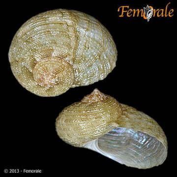 Image de Pseudostomatella Thiele 1924