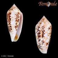 صورة Conus legatus Lamarck 1810