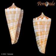 Image of Conasprella kimioi (Habe 1965)