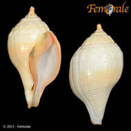 Image of Turbinellidae Swainson 1835