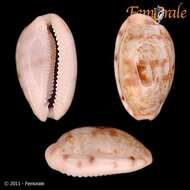 صورة <i>Cypraea teres alveolus</i> Tapparone 1882