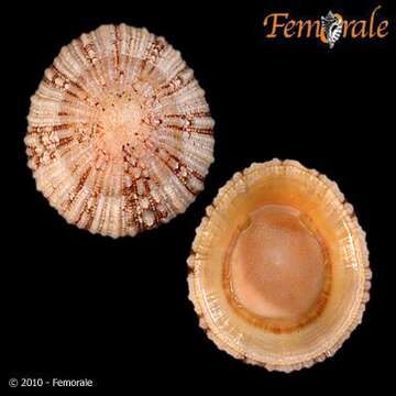 صورة Nacellidae Thiele 1891