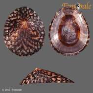 Image of unclassified Gastropoda