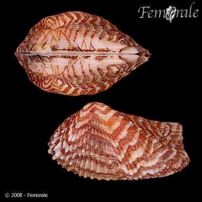 Image of Ark clam