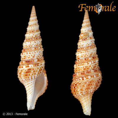 Image of Lophiotoma T. L. Casey 1904