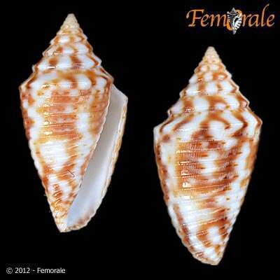 Image of Conasprella jaspidea (Gmelin 1791)