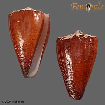 Image of cone snails