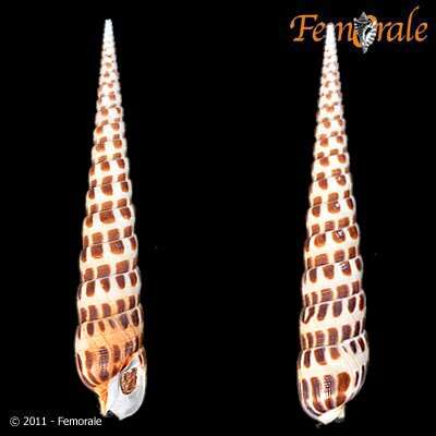 Image of Needle Whelks