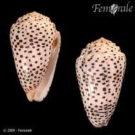 Image of cone snails