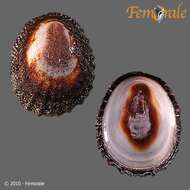 unclassified Gastropoda resmi