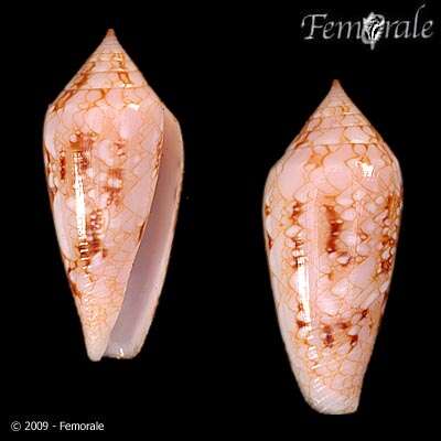 صورة Conus legatus Lamarck 1810