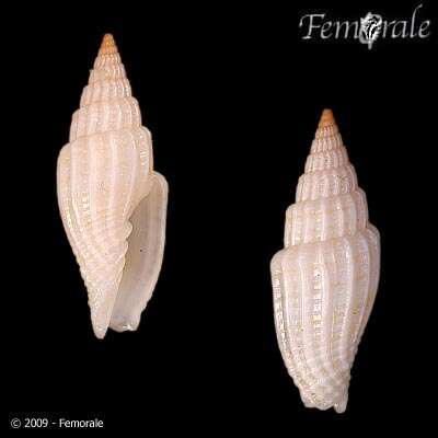 Vexillum intertaeniatum (G. B. Sowerby II 1874) resmi