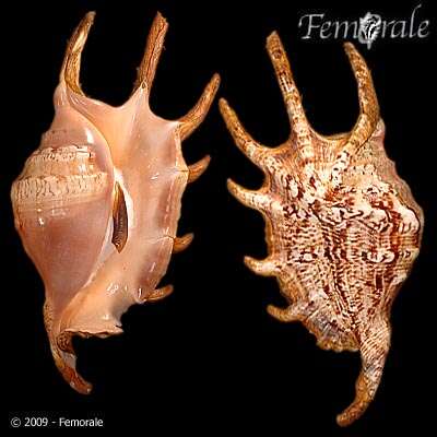 Image of spider conch