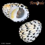 Image of textile nerite