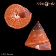 صورة Calliostomatidae Thiele 1924