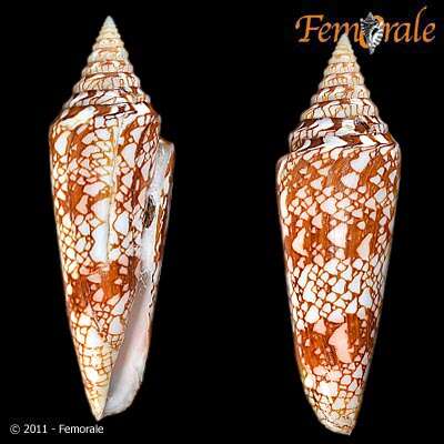 Image of cone snails