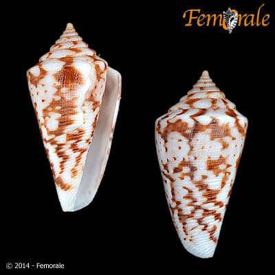 Image of cone snails