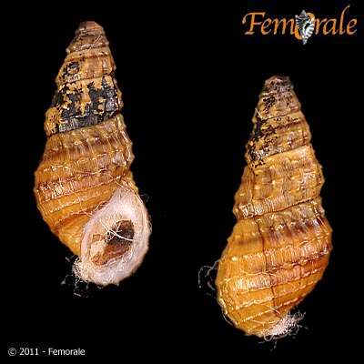 Image of unclassified Gastropoda