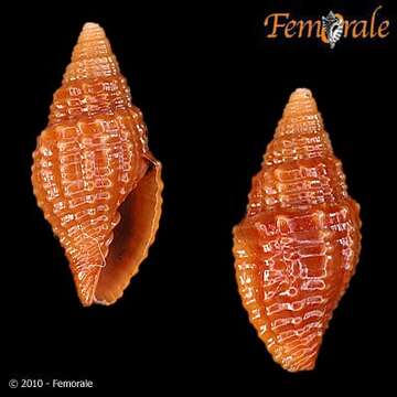 Image de Mitra Lamarck 1798