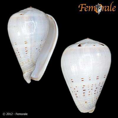 Image de Conus glaucus Linnaeus 1758