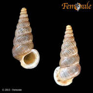 صورة Cyclophoroidea