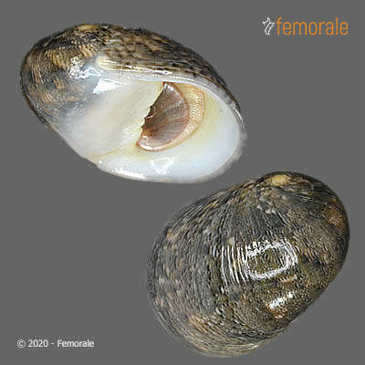 Image of polished nerite