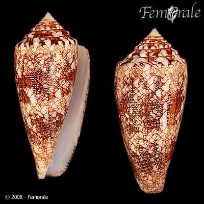 Image de <i>Conus telatus rugosus</i> Lauer 1988