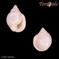 Image of Ringicula Deshayes 1838