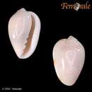 Image of seaboard marginella