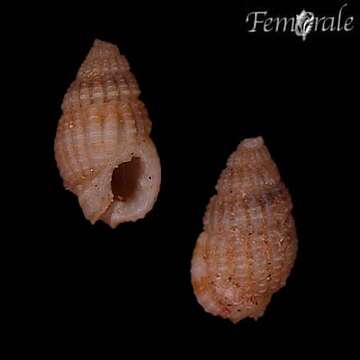 Image of nassa mud snails