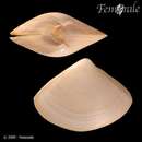 Image of angular surf clam