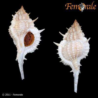 Image of <i>Chicoreus gundlacki</i> (Dunker 1883)