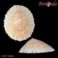 صورة Nacellidae Thiele 1891