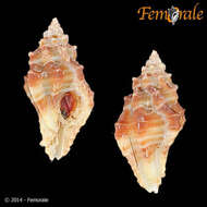 Image of Dermomurex indentatum (Carpenter 1857)