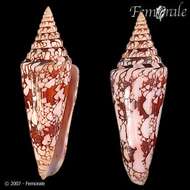 Image of cone snails