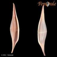 Image of Spindle Cowries