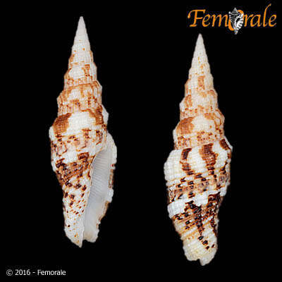 Image of Turbinelloidea Rafinesque 1815