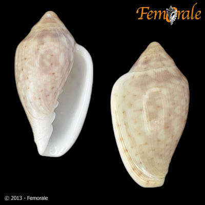 Image of Marginella Lamarck 1799