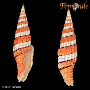 Image of Turbinelloidea Rafinesque 1815