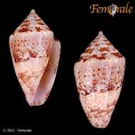 Image of Conasprella Thiele 1929