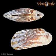 Image of Cardita affinis californica Deshayes 1854