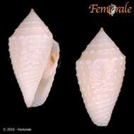 Image of Conasprella Thiele 1929