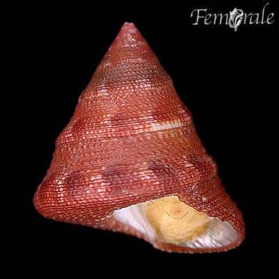 صورة Calliostomatidae Thiele 1924