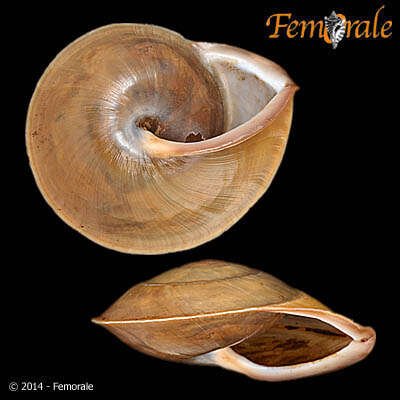 Image of bush snails