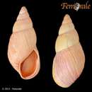 Image of Lord Howe Island land snail