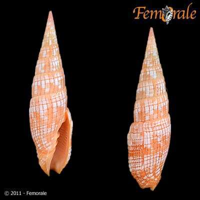 Image of Turbinelloidea Rafinesque 1815