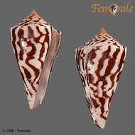 Image of Conasprella Thiele 1929